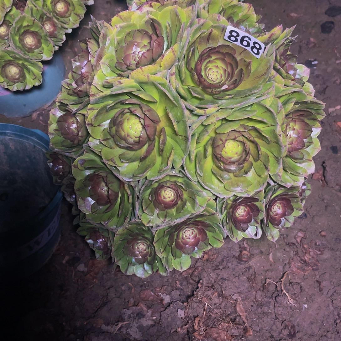 法师法师14-10包邮法师