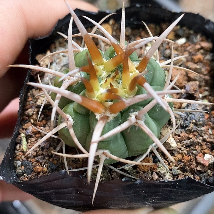 不**茶孤品实生顶级五十铃碧岩玉9号