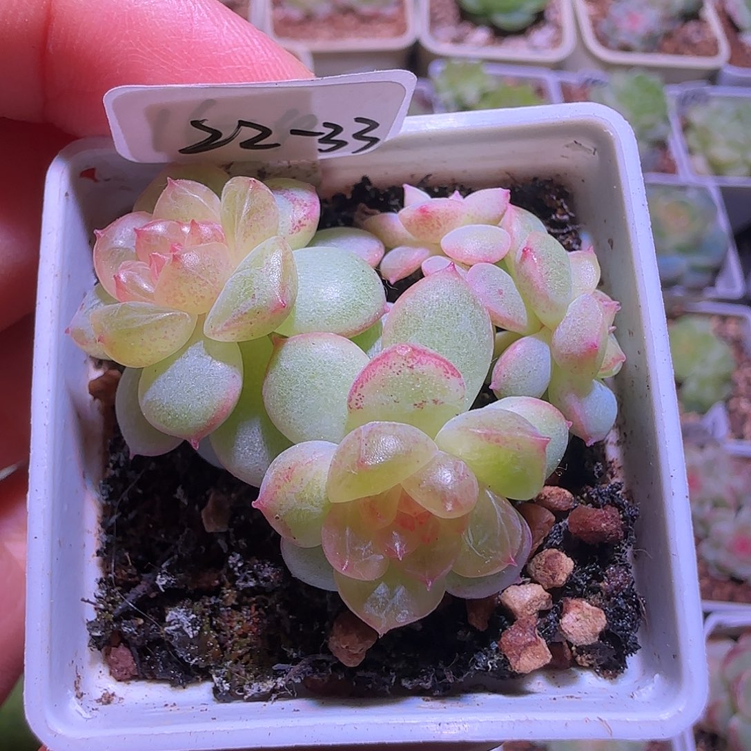 22-33福利甜心云间四头带崽群生不包整