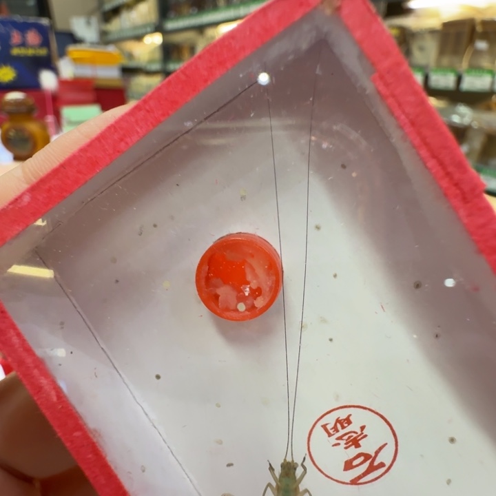 蟋蟀漂亮一只顶须大个合适