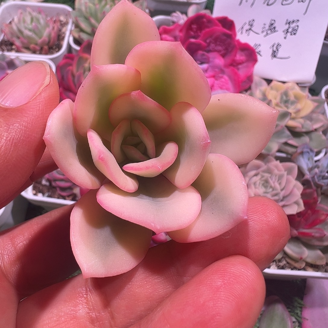 海***豹多肉植物多肉植物