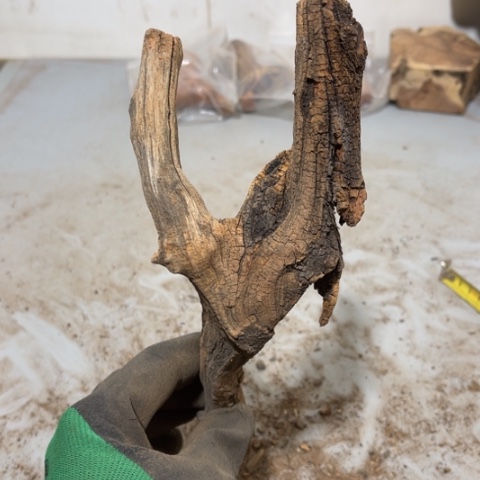 大果紫檀（缅甸花梨）@***程