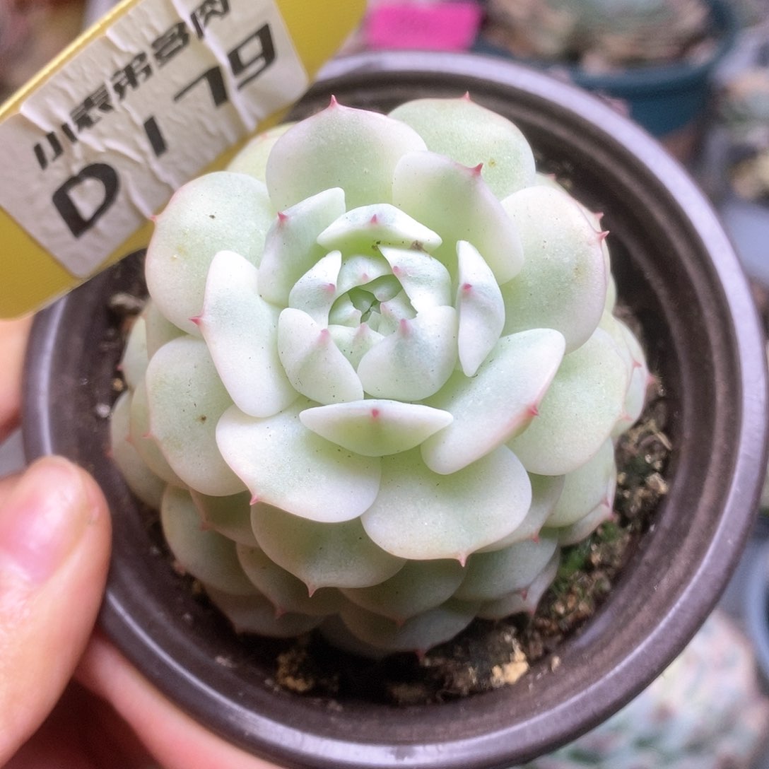 179静夜锦锦锦锦锦锦