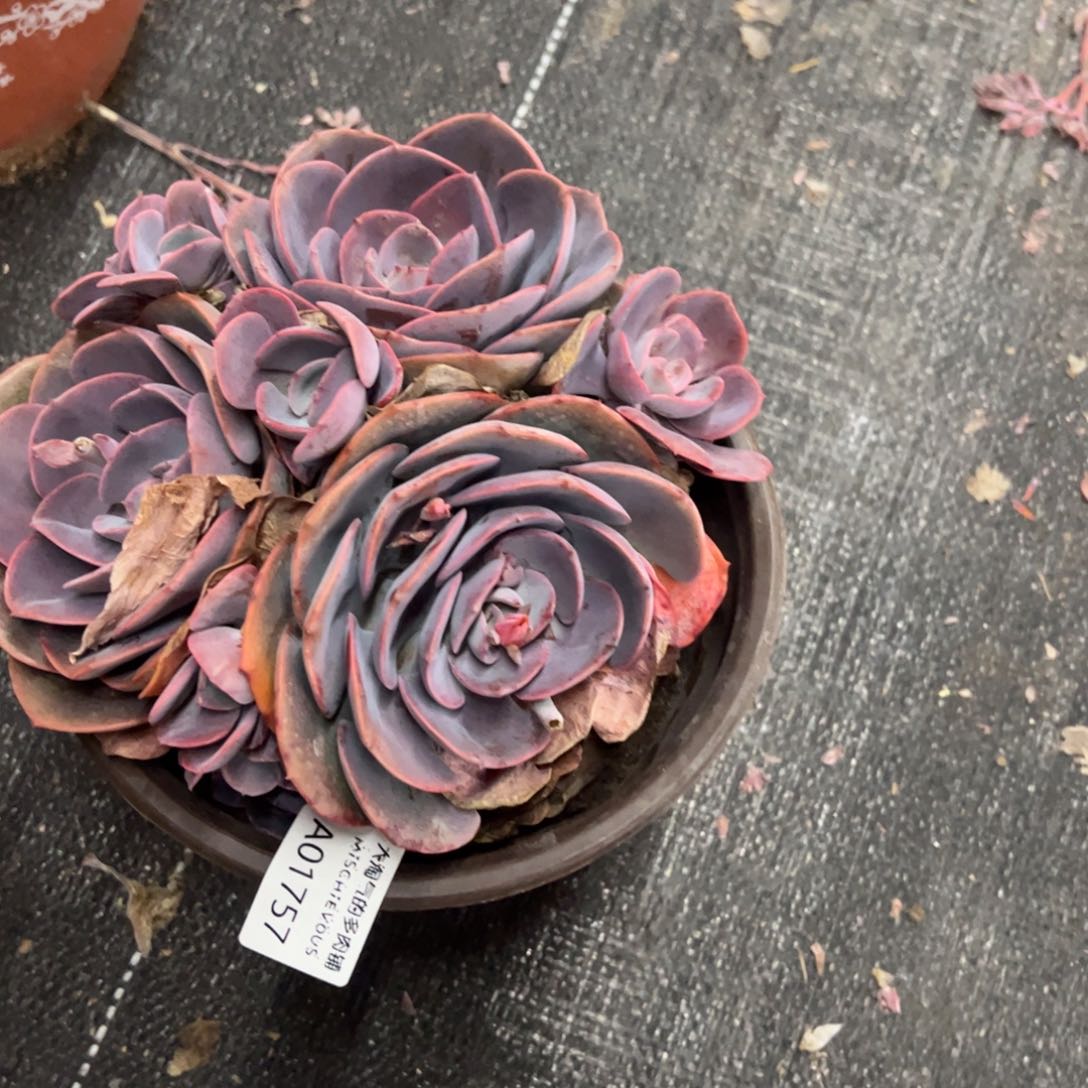 1757尘埃玫瑰一物一拍