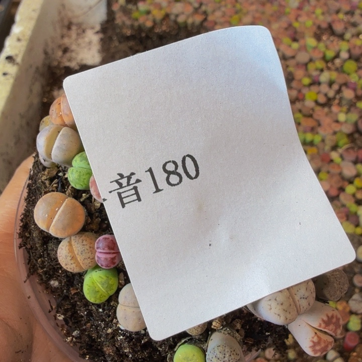 ?****?多肉葡萄的季节180