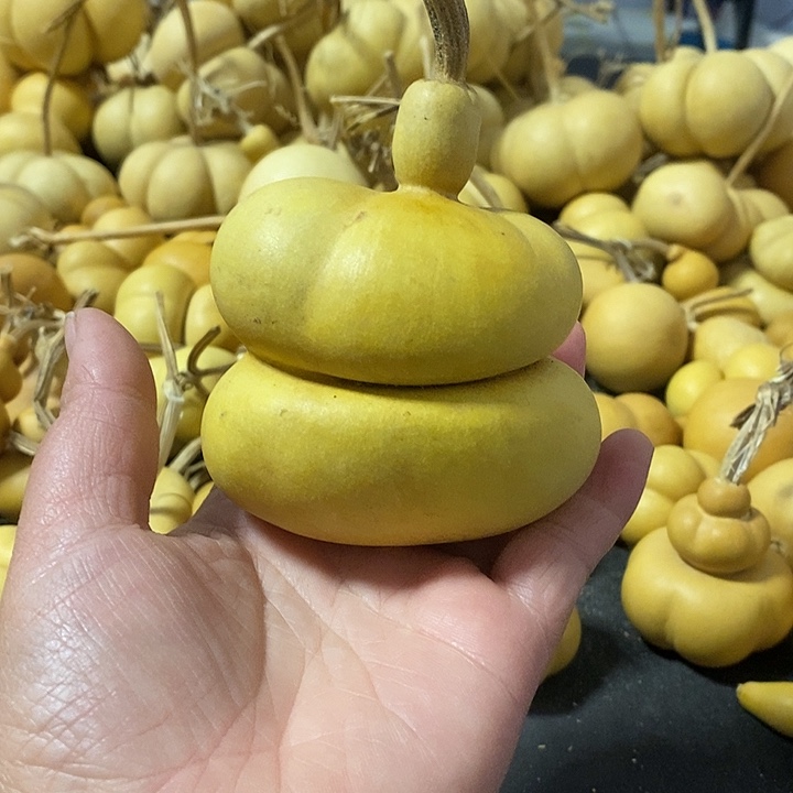 初*识葫芦的颜色很好看