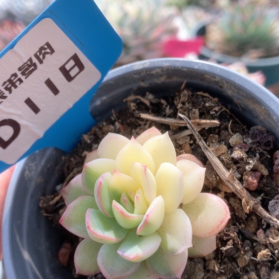 118雨燕座锦锦锦锦锦锦锦