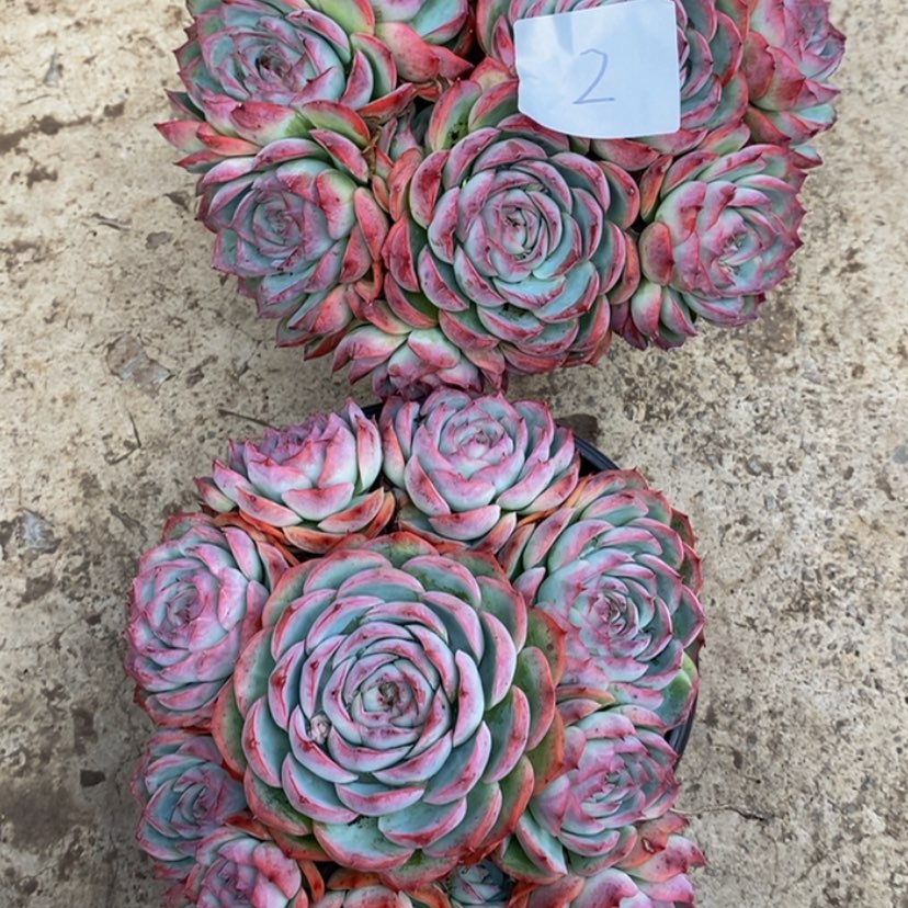 【闪购商品】落**?多肉植物的