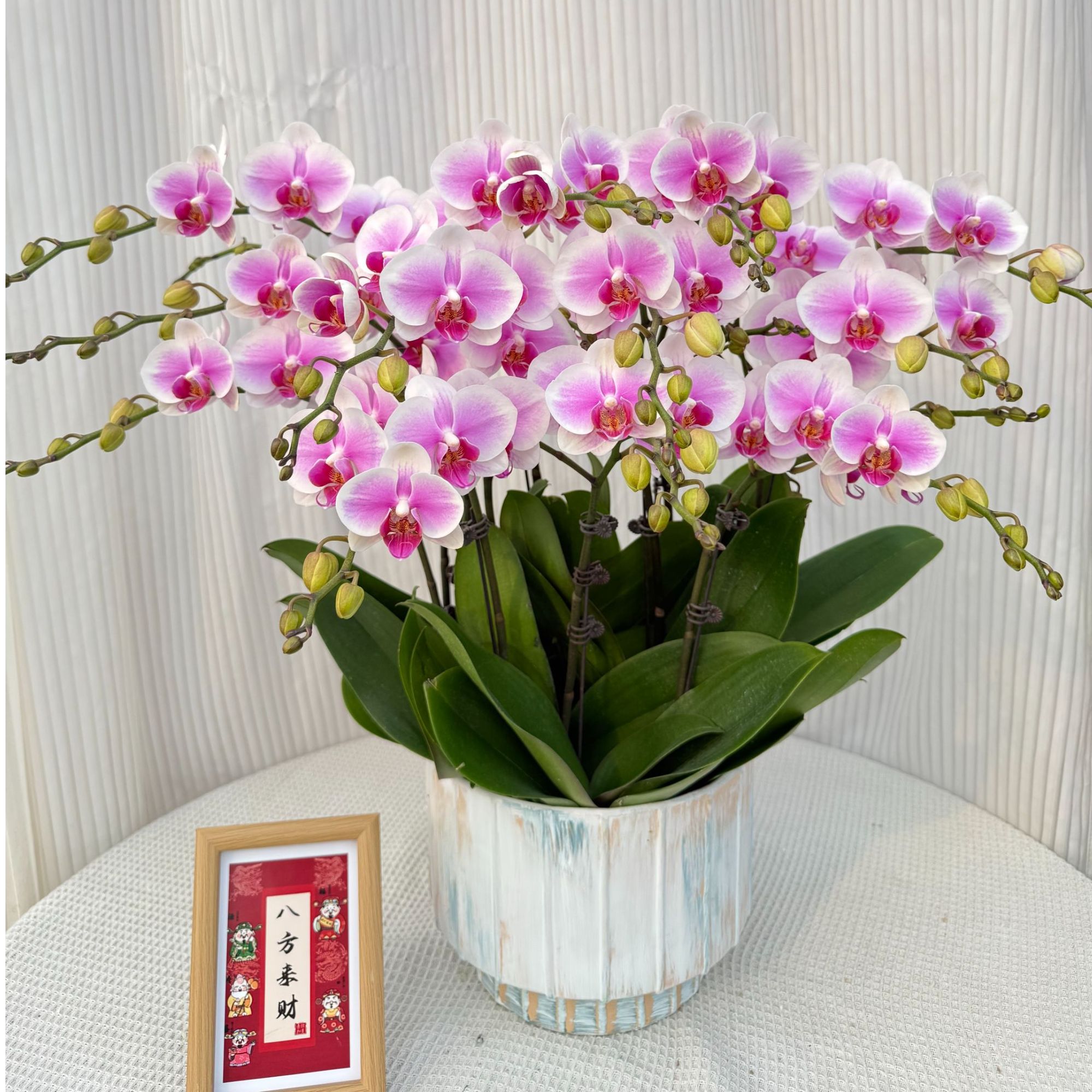 新岁可期《粉钻》粉白色中大花花期长精致组盆室内蝴蝶兰基地直发