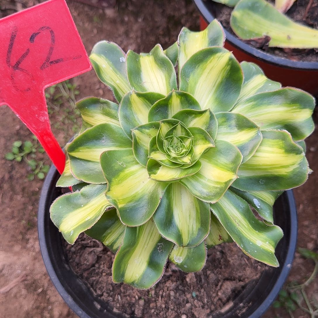 4182暴君多肉法师