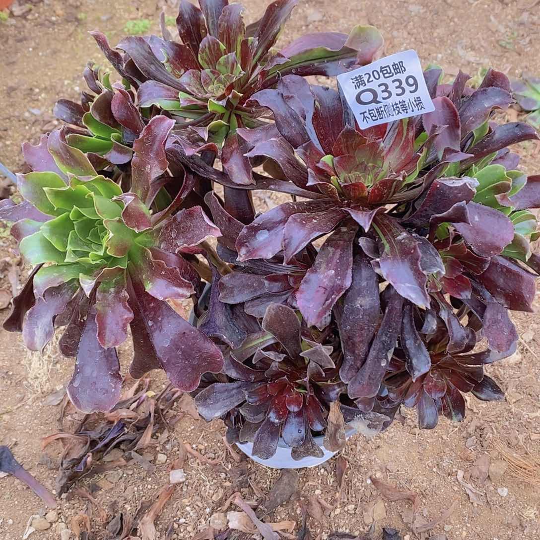 339欧若拉多肉法师