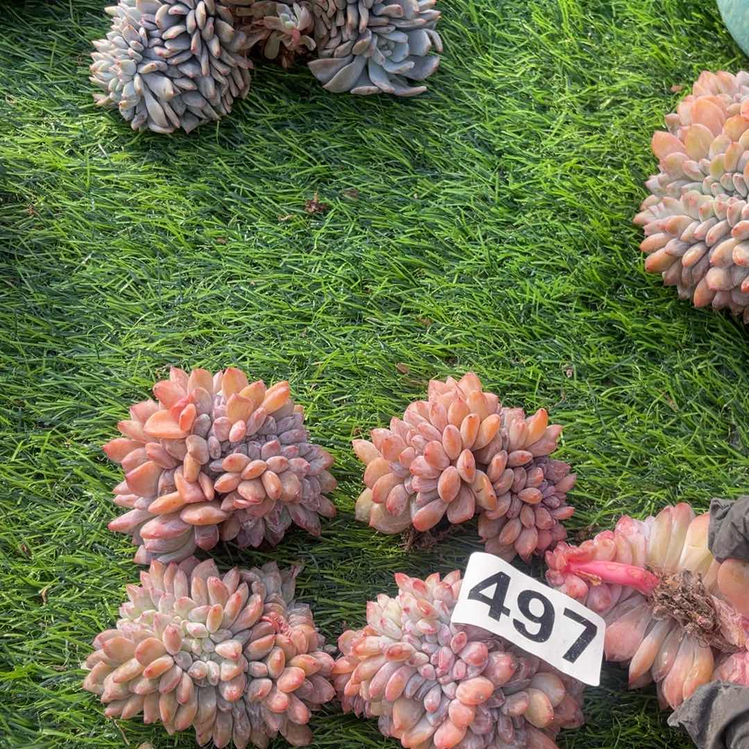 4颗160元497高48899 00 888