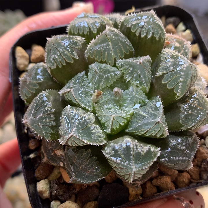 实生玉露寿带盆土发货