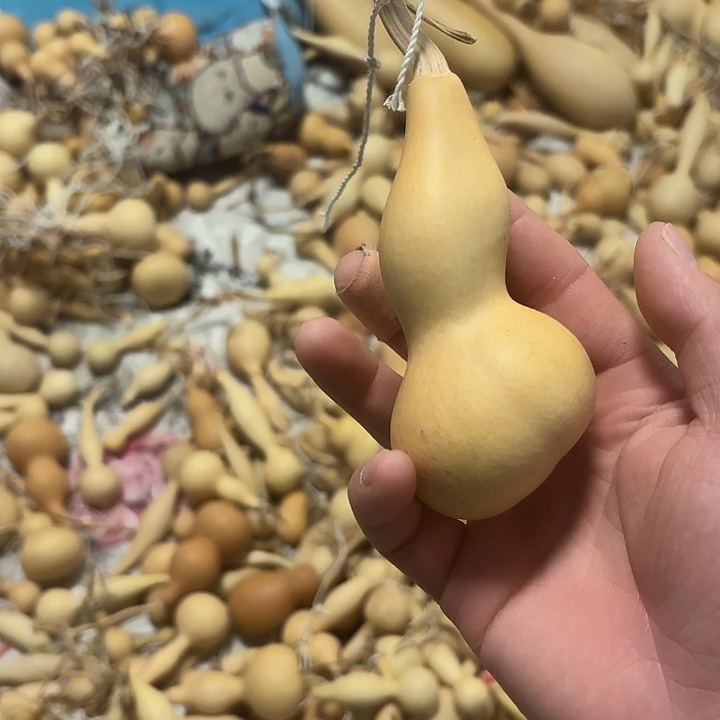 樂***乀有机玻璃双歧本捻葫芦