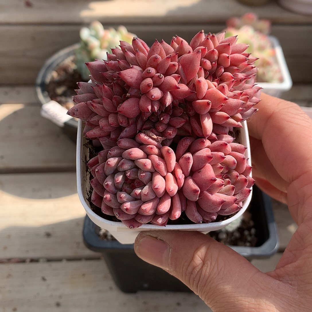 0165不知名缀8厘米