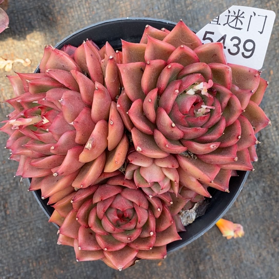 芙*杂交精品多肉5439~12厘米