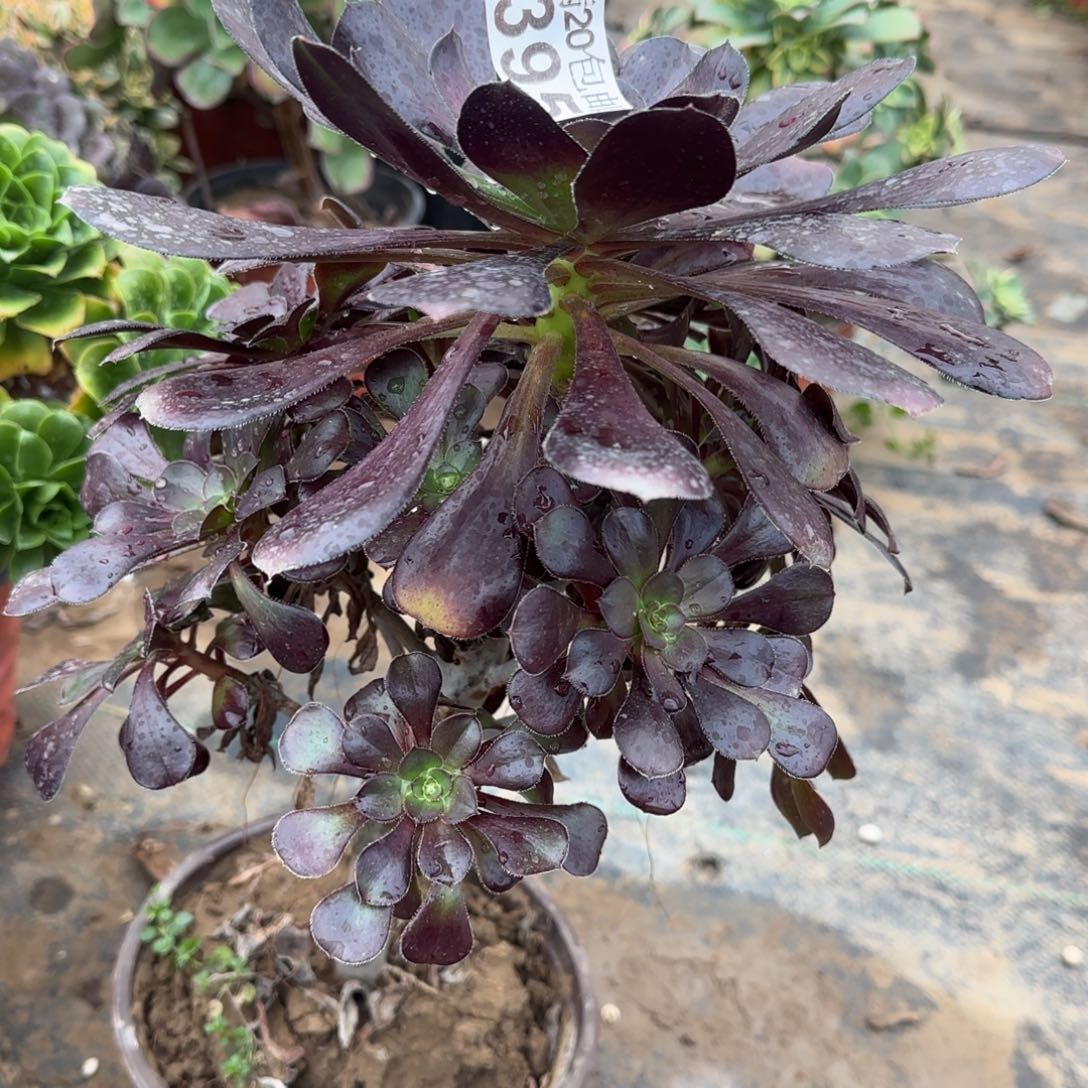 黑圆395满20包邮断枝不包