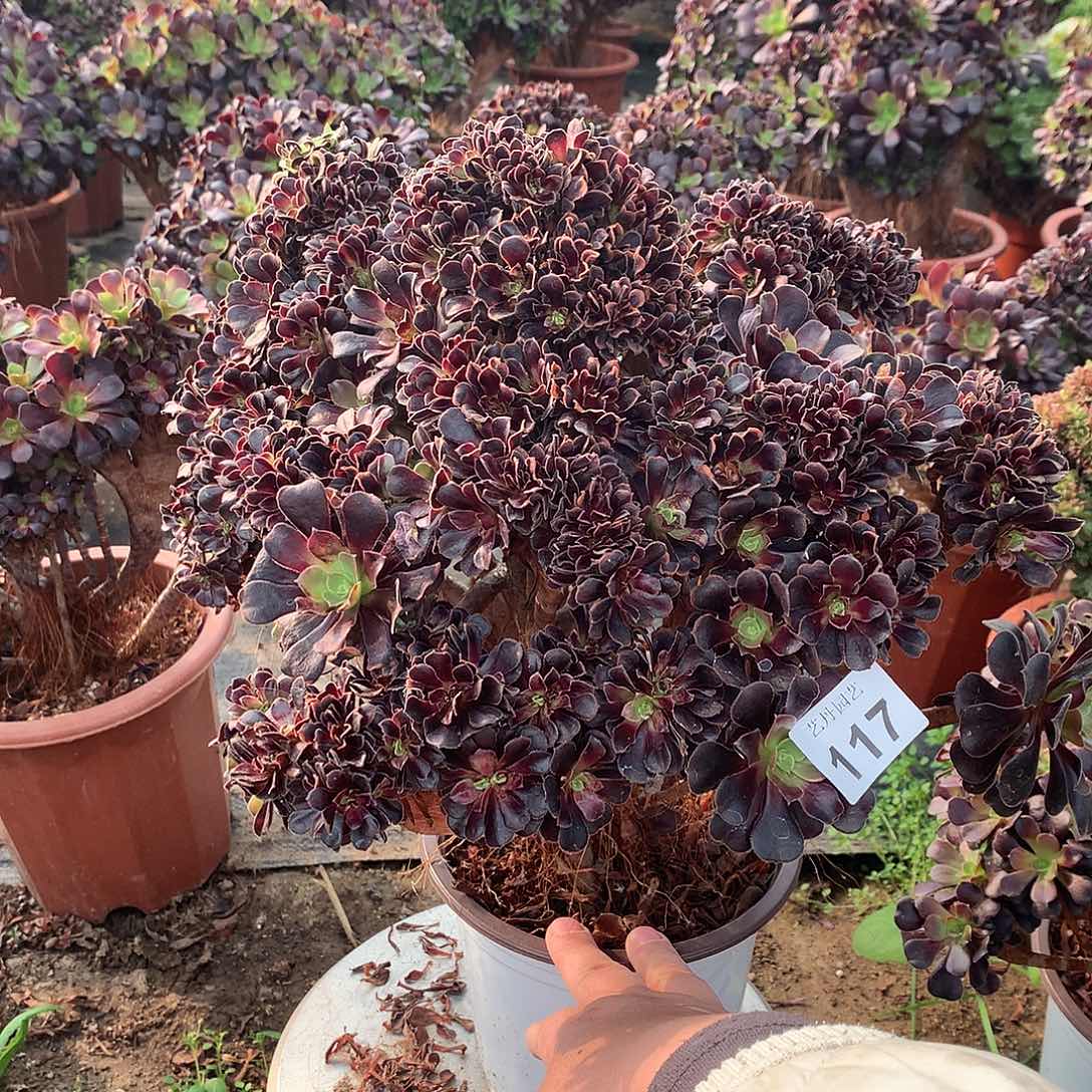 红陶117欧紫朵朵