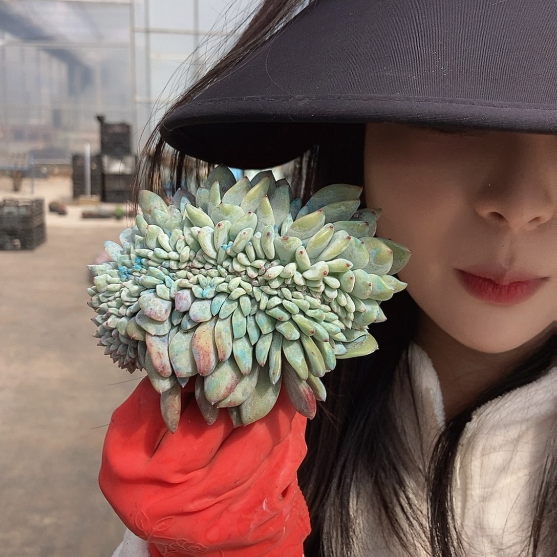 星影缀化大一点的随机