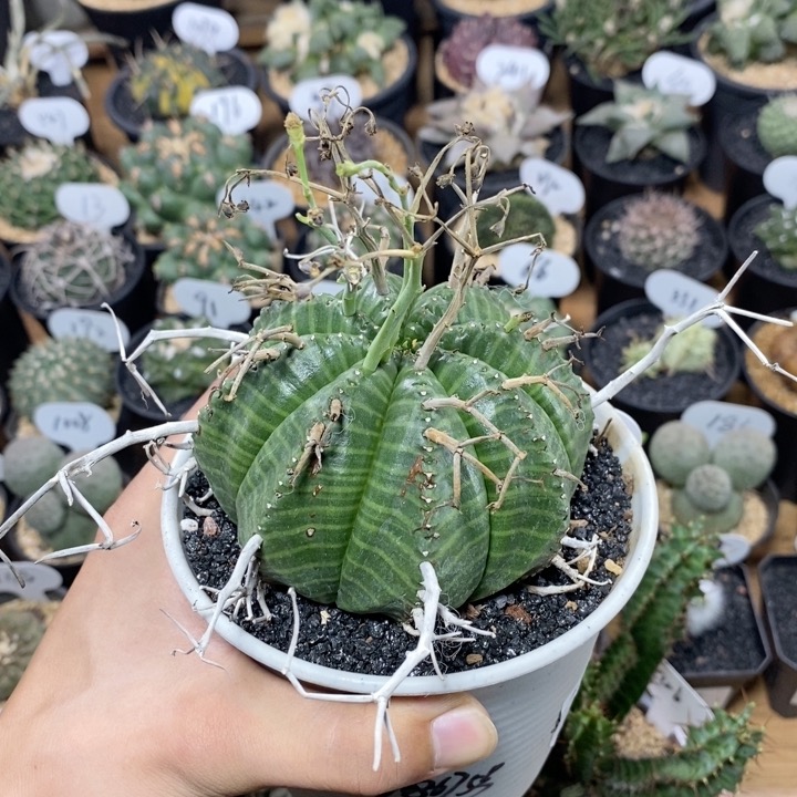 175号实生法丽达大戟10cm