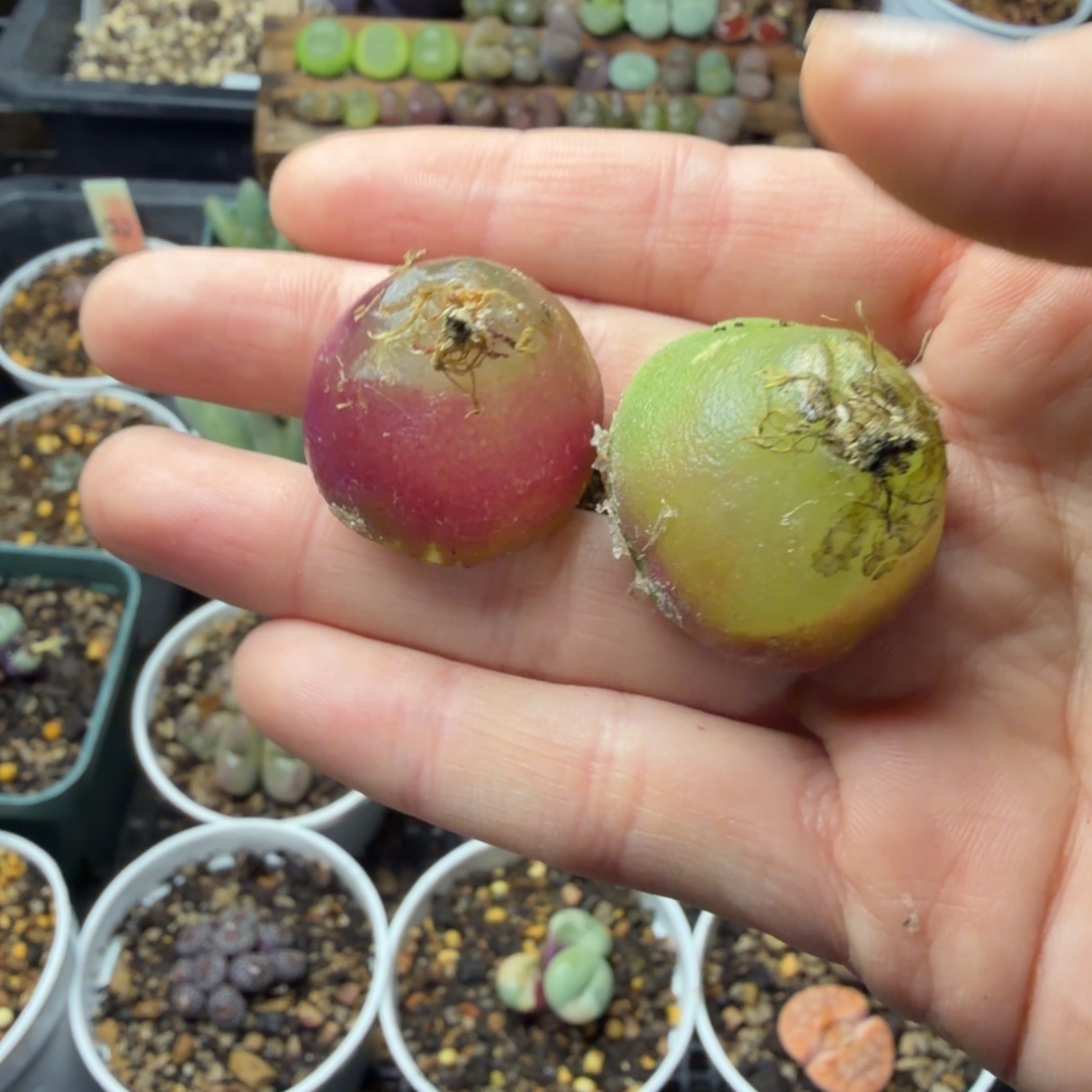 赵***辰两颗灯泡精品740号