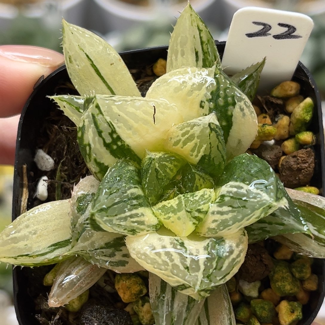 22宝莲灯玉露锦福利专场