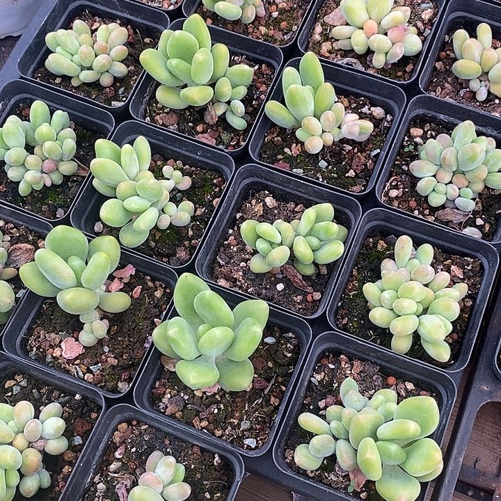 绿色芒果奶。福利多多