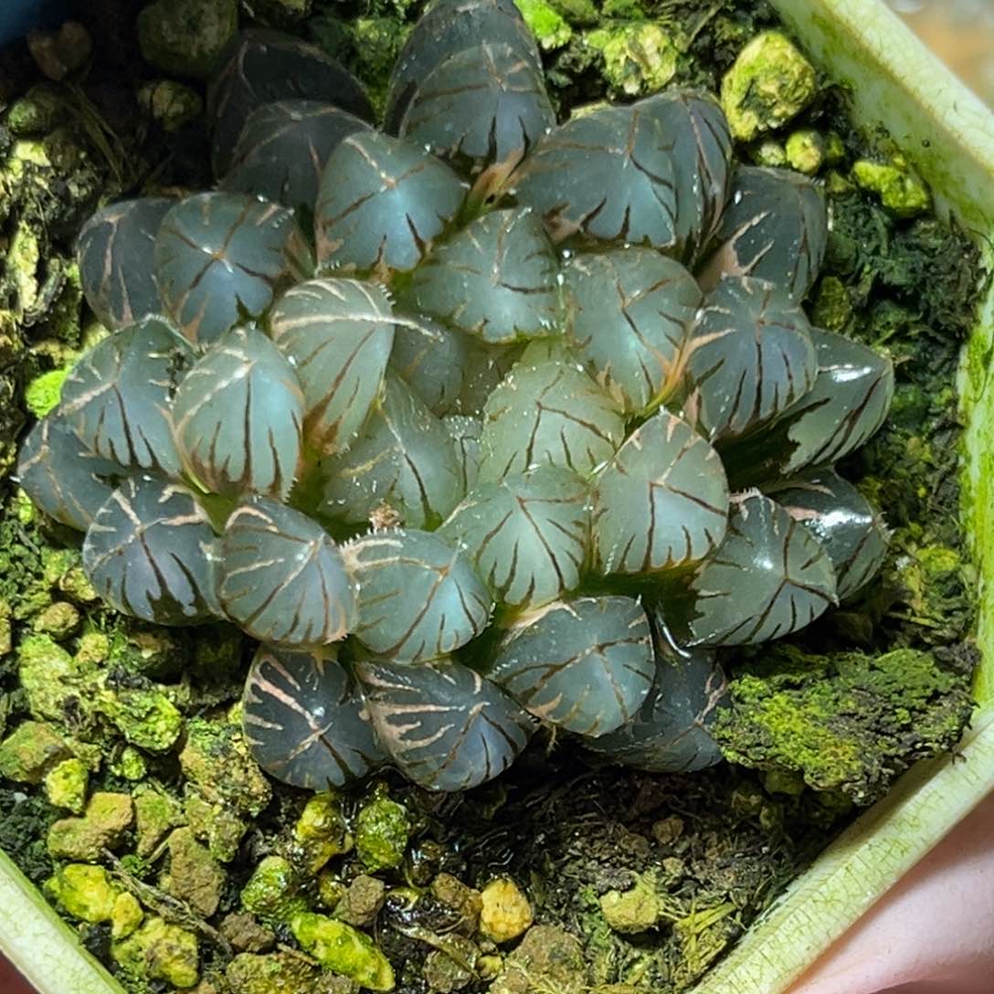 恭喜发财大吉大利0459