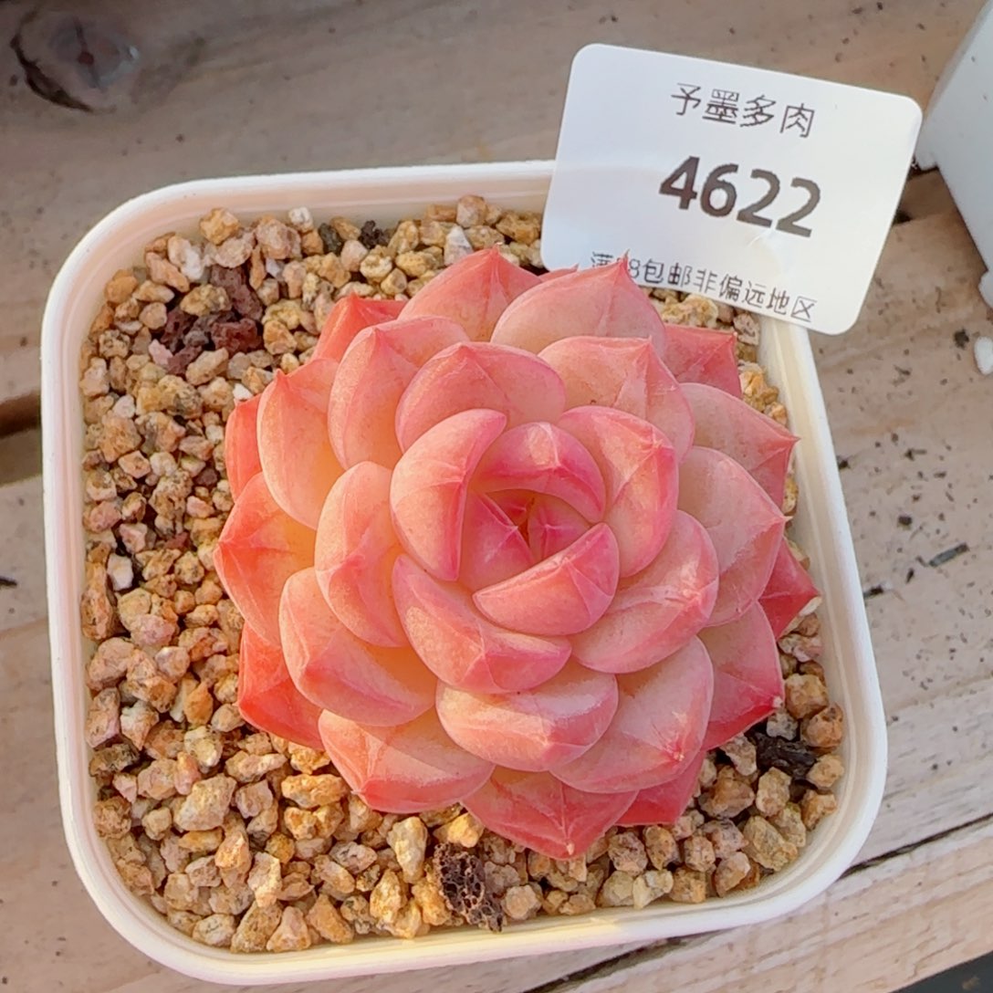 美心，4622多肉植物
