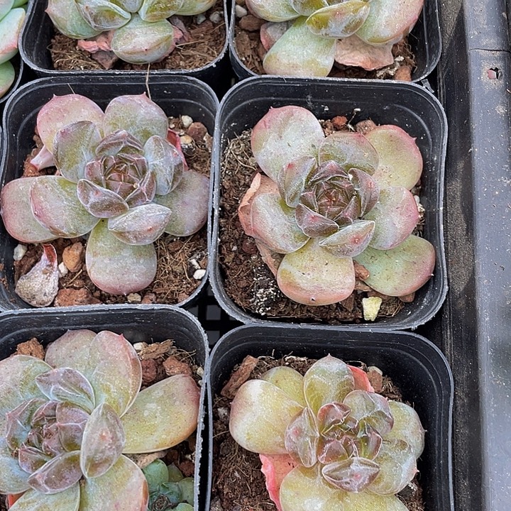 红恋2.8带盆土发货
