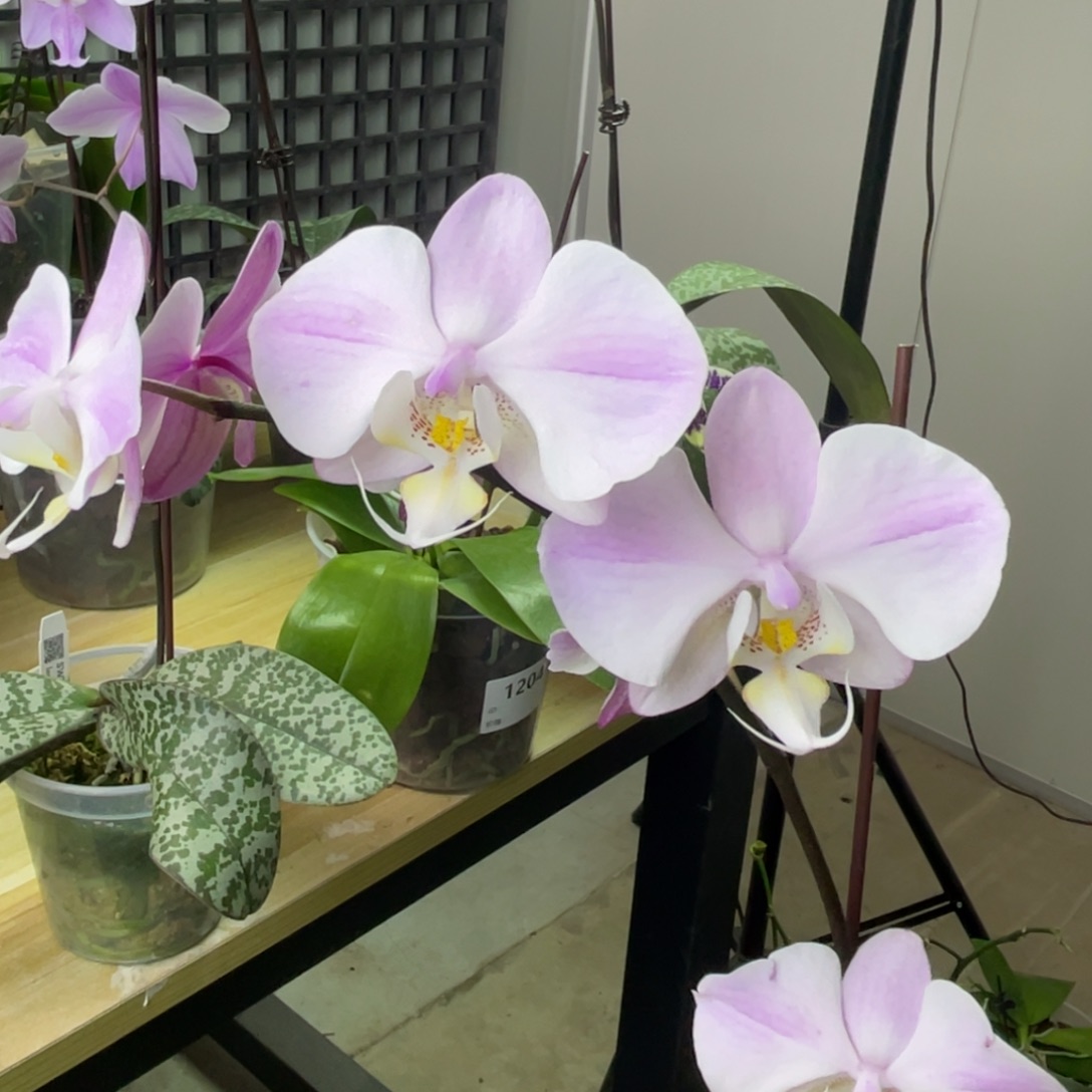 完全开放JG2314-1179