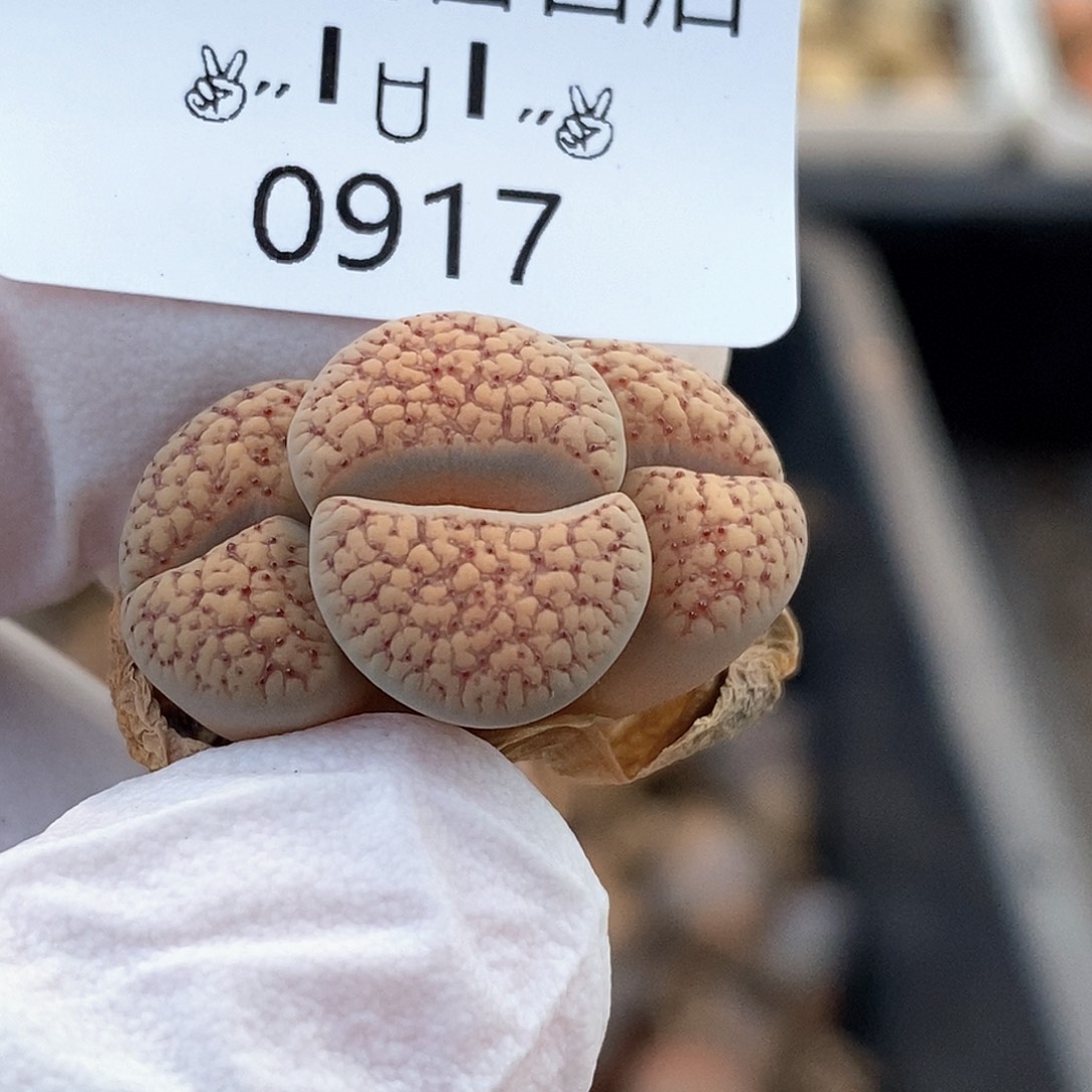 0917。零下拍保温。