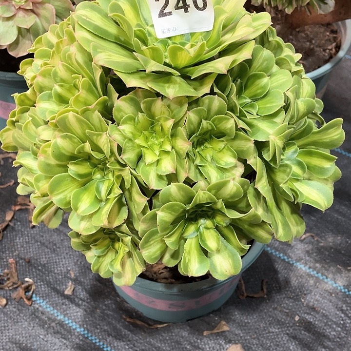 翡翠琉璃240 冠幅24