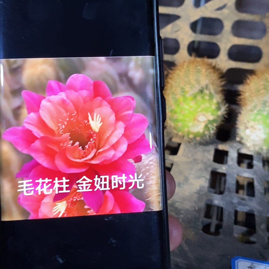 金妞时光/侧芽歪20包邮/9公分高