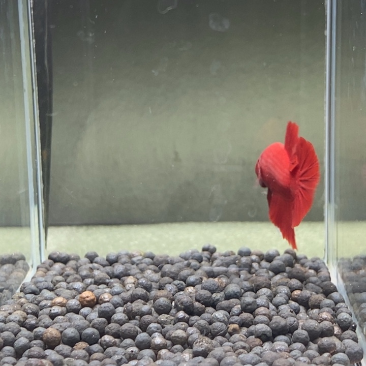 斗鱼泰国斗鱼427号