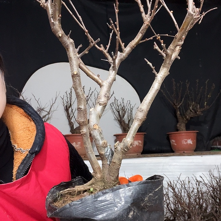 全部花朵绿宝石海棠耐寒品种当年开花南方北方都可以种植