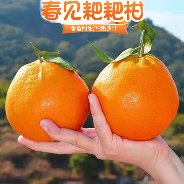 【产地直发】四川正宗春见耙耙柑粑粑柑3/5/8斤8甜2酸柑橘新鲜水果