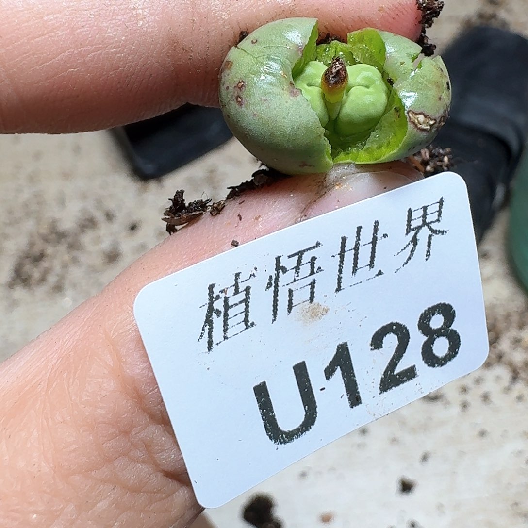 128号多肉植物哇fv