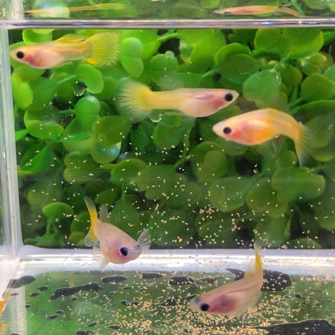 孔雀鱼黄金玻璃猫两公三母