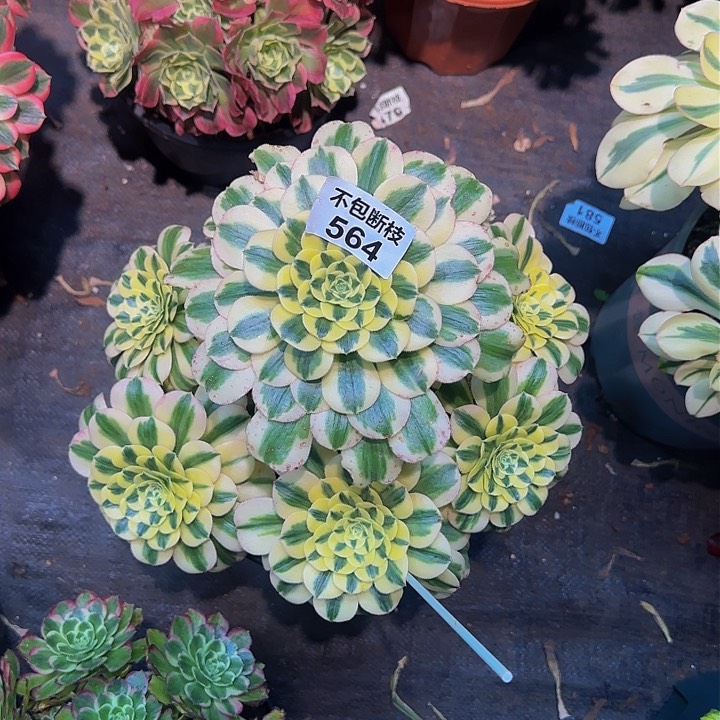 随*564多肉法师锦111