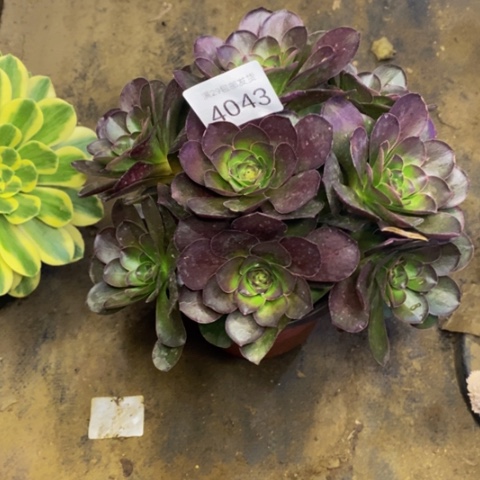 魅金玫瑰多肉植物4043