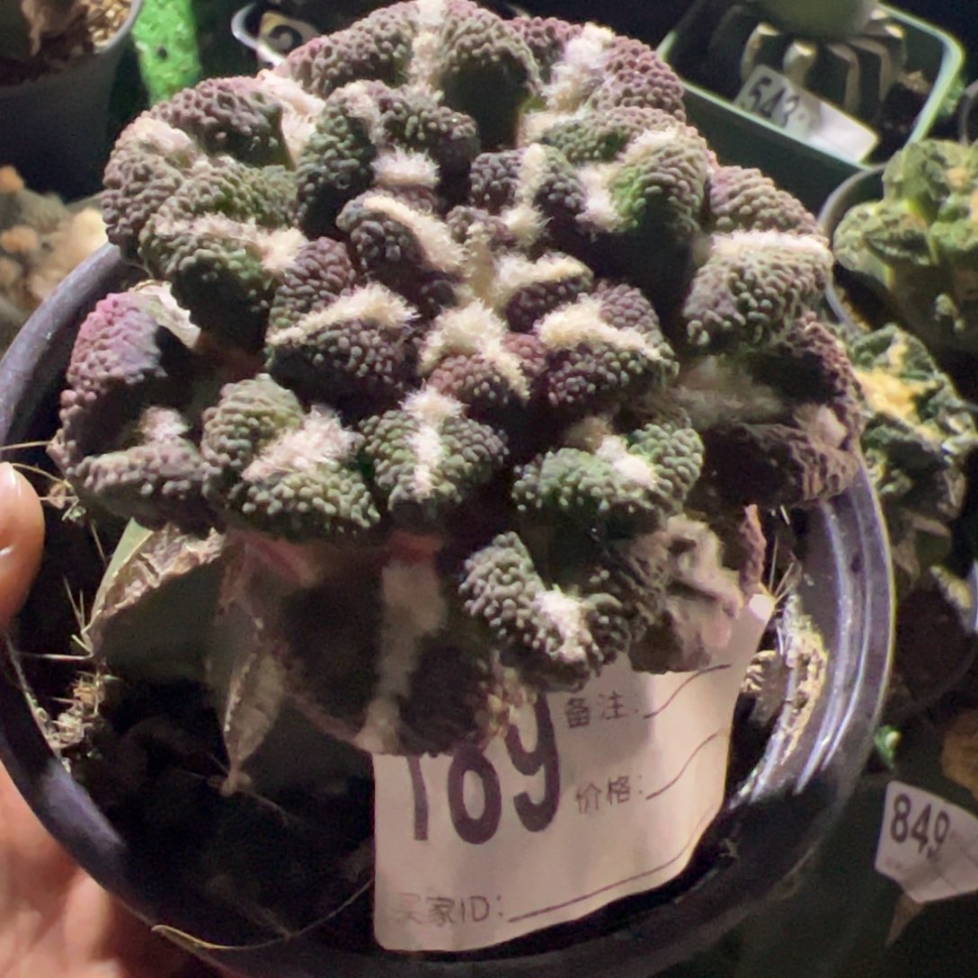 大尤黑牡丹仙人球189