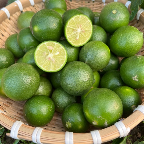 农家老品种小青柠檬  边境收山货