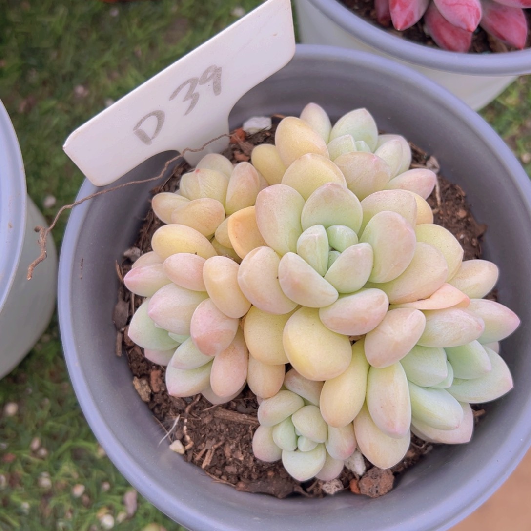 香玉的故事是一个人的故事