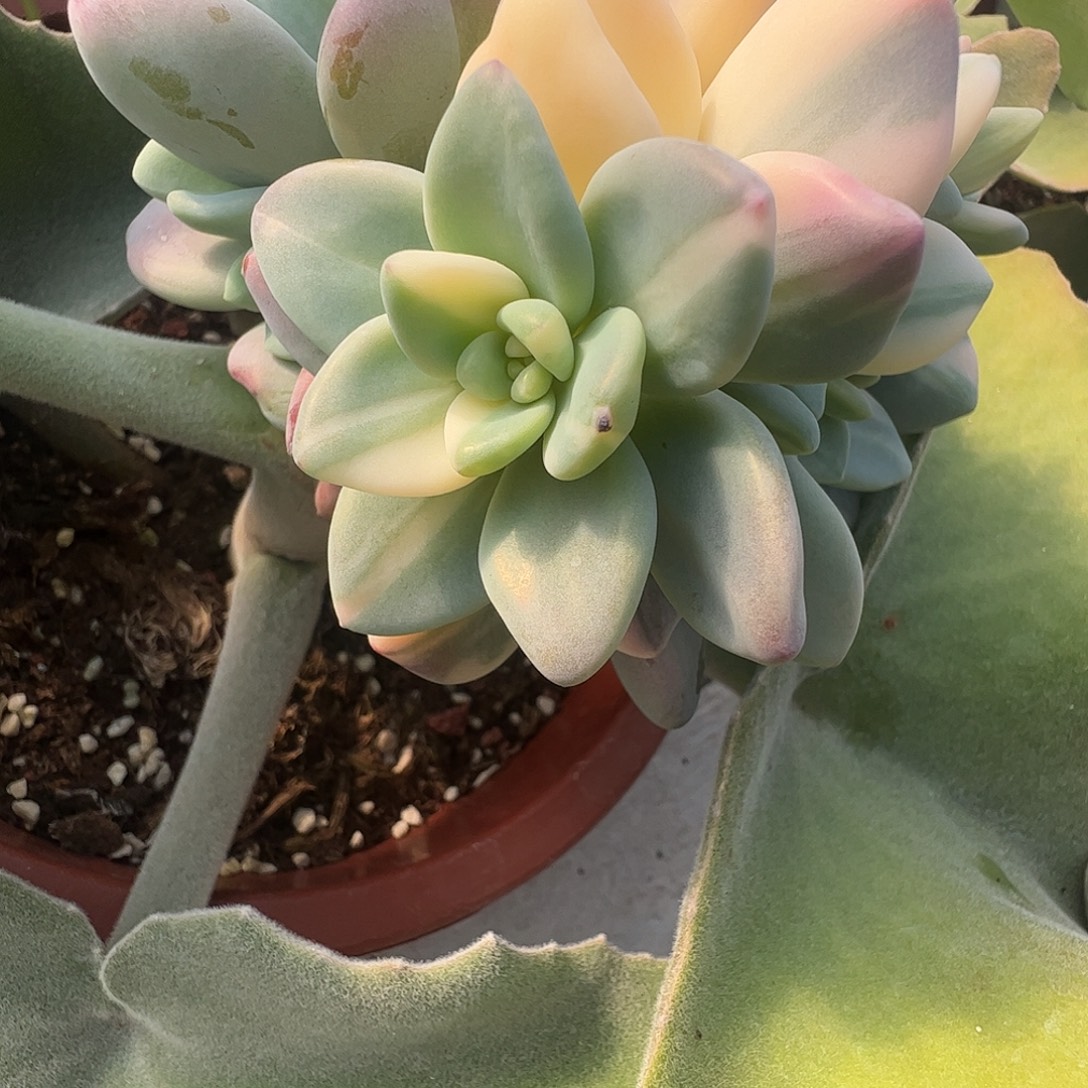 ：***诚多肉植物多肉植物