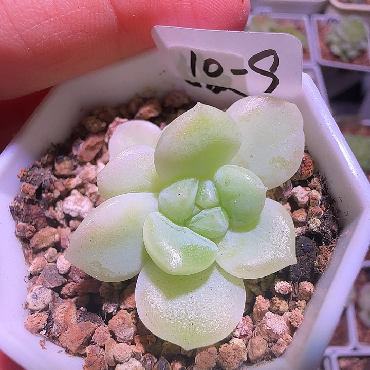 10-9福利皦玉双头