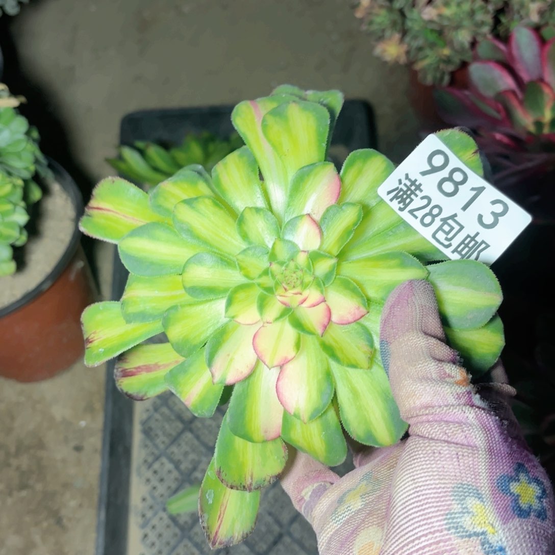 A.   9813知否无根