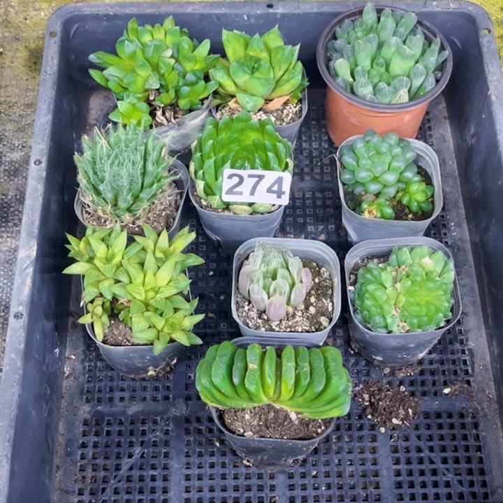 274雨露一物一图如图