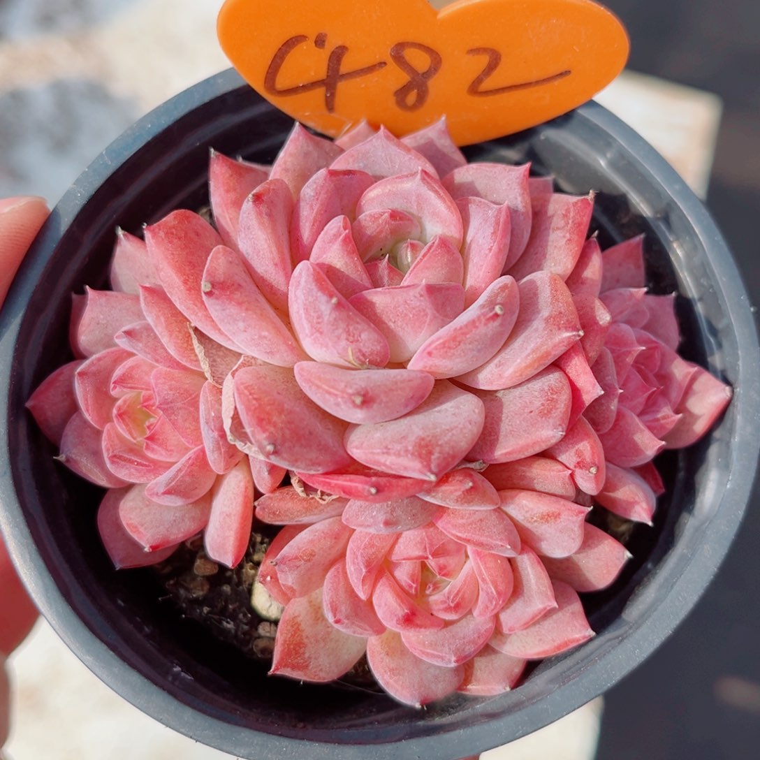 482号小老桩琥珀群