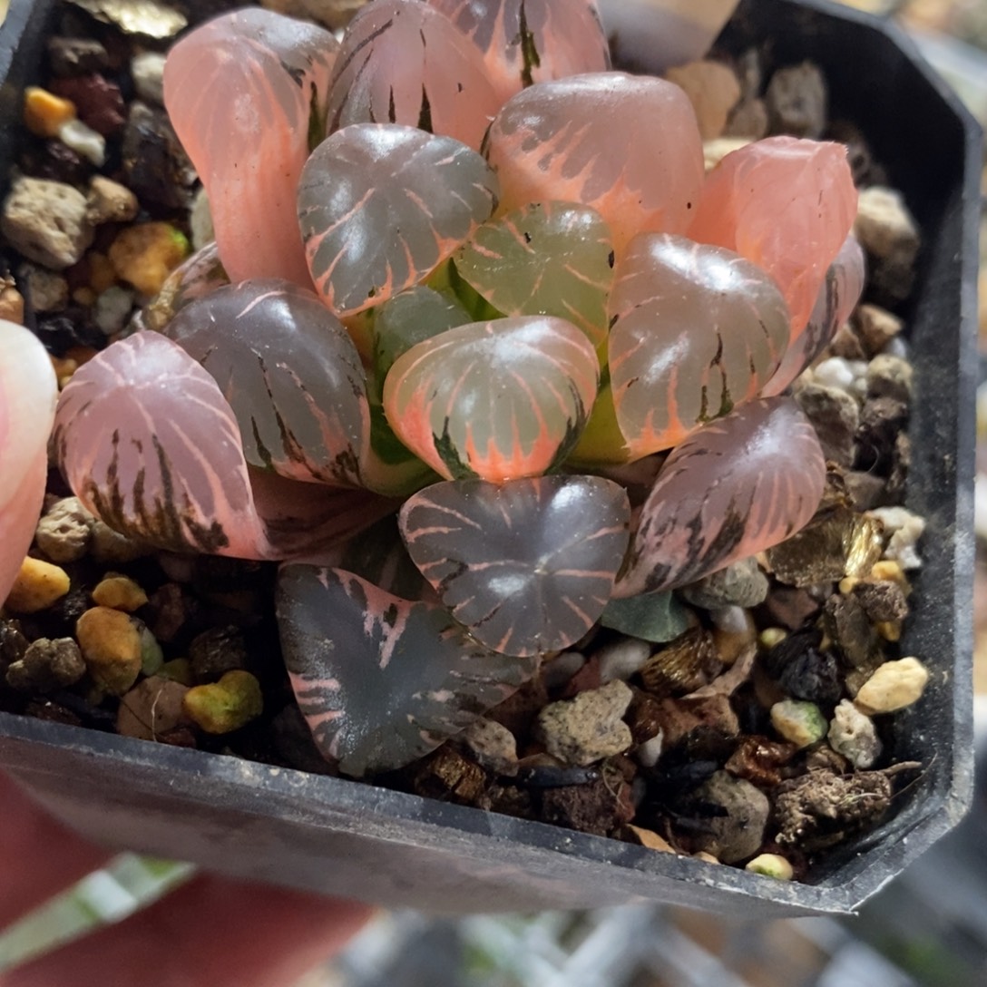 1孔明灯玉露锦一物一拍